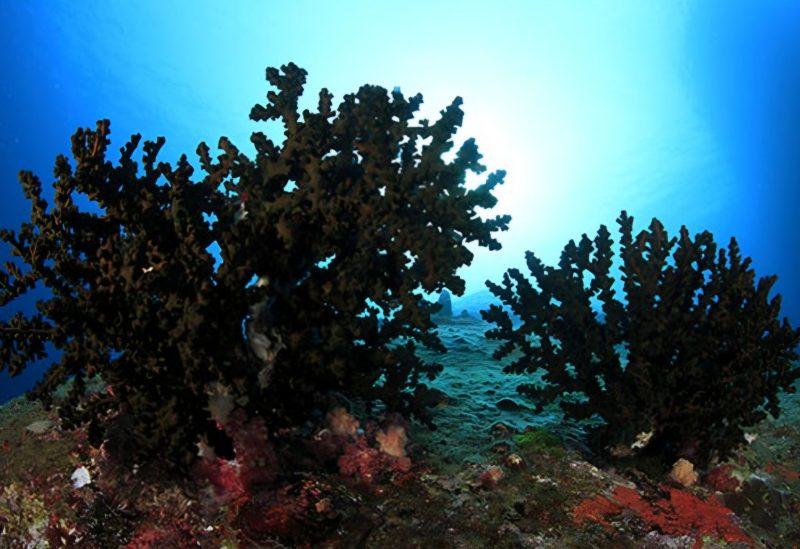 È la più vasta del mondo: trentamila colonie di corallo nero a Scilla (RC)