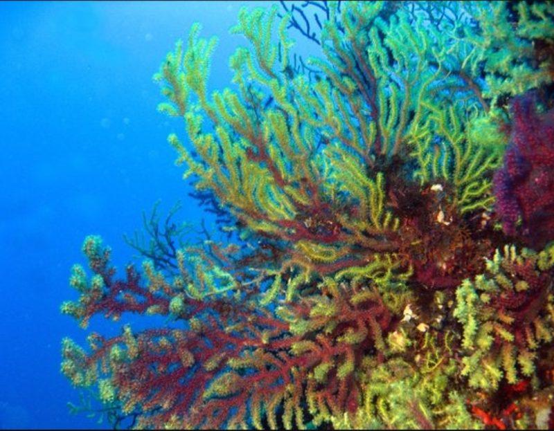 Le gorgonie di Scilla (RC)