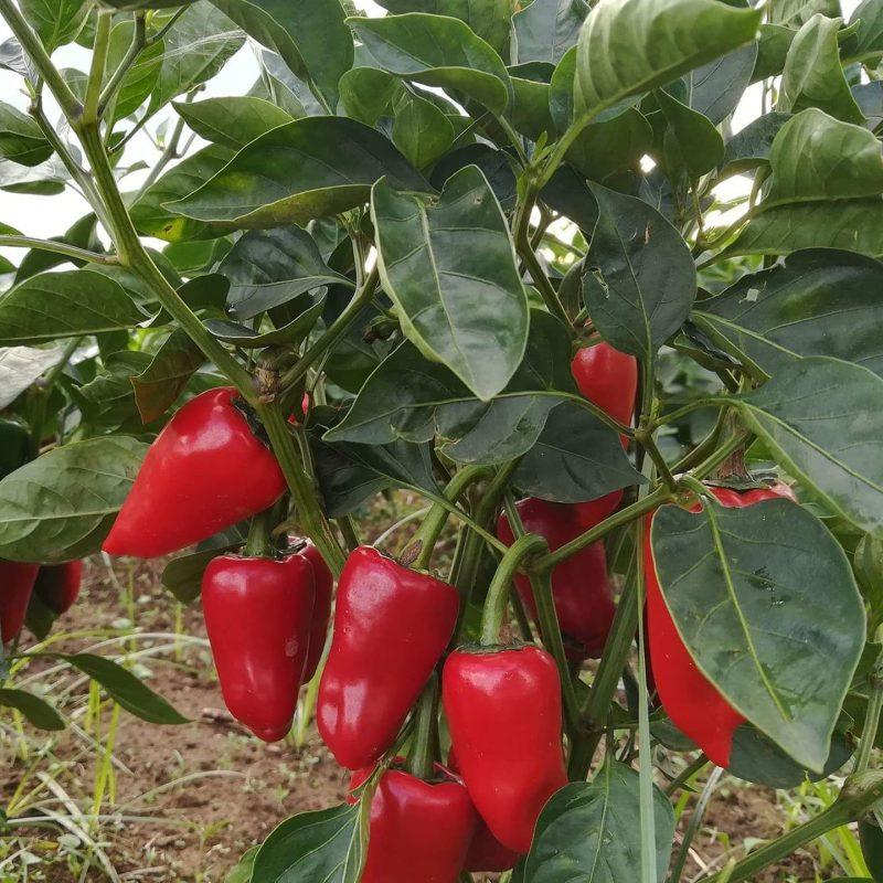 Tri Pizzi, il peperoncino piccante calabrese che rischia di scomparire
