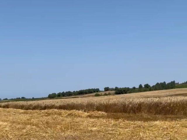 Quandu mai Riggiu vindiu ranu e Cutroni lu ia accattandu