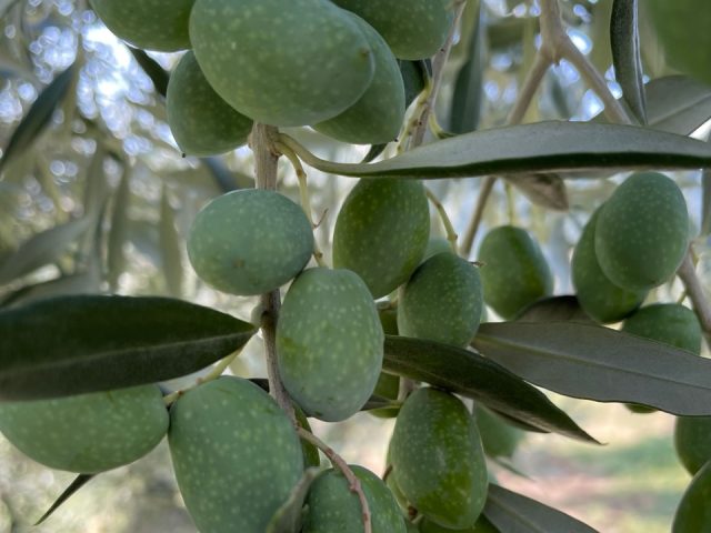 La “pennulara”: l’oliva calabrese unica al mondo