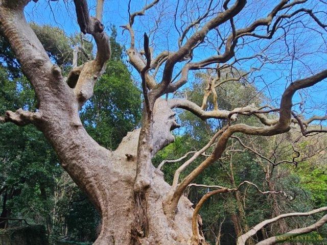 Il maestoso platano di Curinga (CZ)!