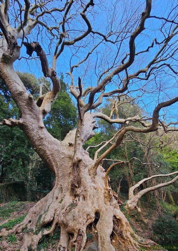 Il maestoso platano di Curinga (CZ)!