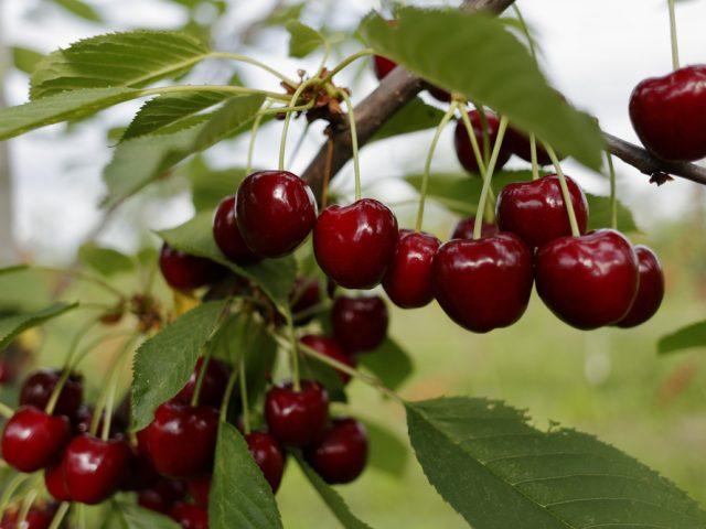 La ciliegia più bella è quella di Calabria si produce a Roseto Capo Spulico (CS)