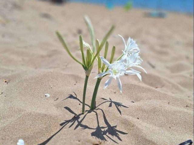 LA SPIAGGIA DEI GIGLI un suggestivo angolo di Calabria a Capo Rizzuto (KR)