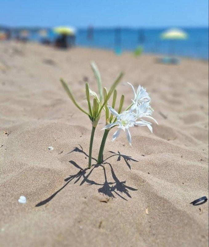 LA SPIAGGIA DEI GIGLI un suggestivo angolo di Calabria a Capo Rizzuto (KR)