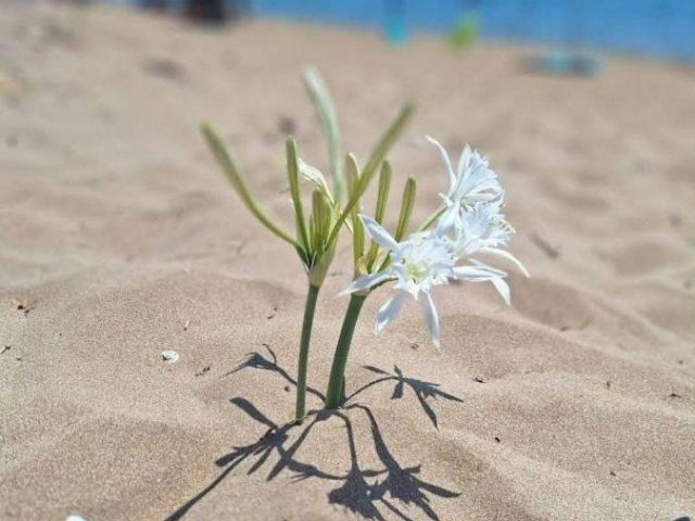 LA SPIAGGIA DEI GIGLI un suggestivo angolo di Calabria a Capo Rizzuto (KR)