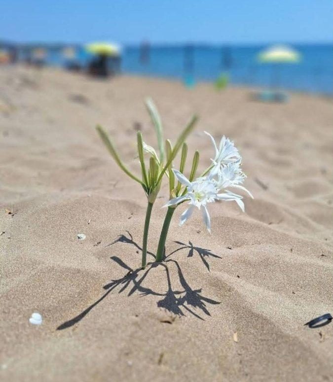 LA SPIAGGIA DEI GIGLI un suggestivo angolo di Calabria a Capo Rizzuto (KR)