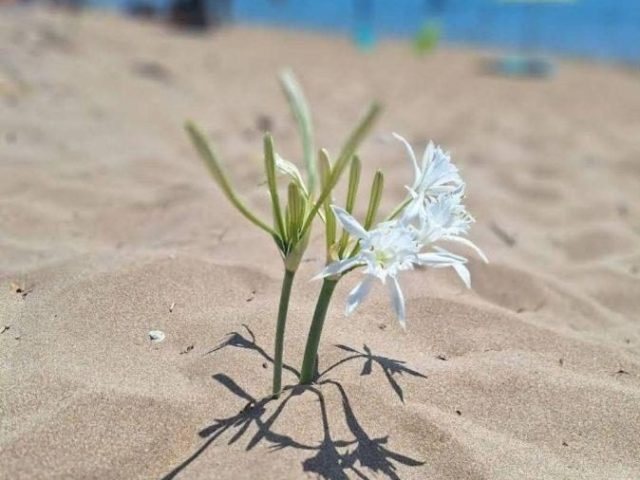 LA SPIAGGIA DEI GIGLI un suggestivo angolo di Calabria a Capo Rizzuto (KR)