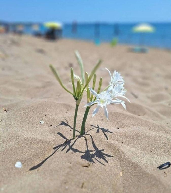 LA SPIAGGIA DEI GIGLI un suggestivo angolo di Calabria a Capo Rizzuto (KR)