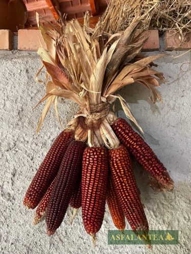 20250525-Giornata-del-Pane-WP-4