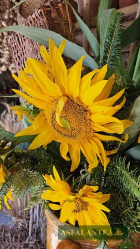 20250712-Giornata-del-Pane-WP-75