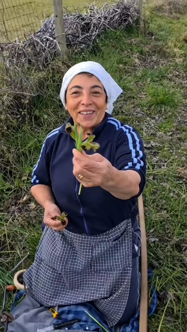 I 'nnesti i cummari Franca - Gli annesti di comare Franca

Oggi vi porto con me tra gli alberi. Qui si tramandano ancora i gesti antichi di una volta. Gli innesti che conosco sono tre: “Palicchiu”, “Spaccu” e “Occhiu”. In questo periodo faccio quello a “Spaccu” sui ciliegi, mentre quello ad “Occhiu” si usa ad agosto su fichi, prugni, more e tanti altri alberi. Ogni gesto è importante: lasciare pochi germogli, toccare poco l’innesto e chiuderlo bene. Sono cose che mi ha insegnato mio padre e che porto ancora nel cuore “Impara l’arte e mettila da parte.” E mentre si lavora tornano anche i ricordi di quando eravamo bambini: i “Sucameli”, quei piccoli fiori dolci che succhiavamo in primavera. Fare un innesto vuol dire avere pazienza, cura e speranza. Io ce la metto tutta, perché se non germogliano, io perdo il lavoro… e loro la vita!

🇮🇹 CALABRIA 'NTO CORI ❤️
https://whatsapp.com/channel/0029VaagyAA6rsQmrBPoCW1L

5️⃣X1️⃣0️⃣0️⃣0️⃣ Ass. Asfalantea C.F. 96046550792

🤝🏻 Sostienici: facebook.com/becomesupporter/Asfalantea/

Seguici anche su:
facebook.com/Asfalantea
tiktok.com/@asfalantea
youtube.com/@asfalantea
https://asfalantea.it

#innesti #natura #campagna #tradizioni #agricoltura