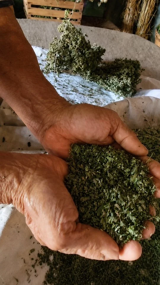 Ariganu di petrari - L'origano delle pietre

Tra le rocce di Zungri cresce un origano selvatico dal profumo intenso, simbolo di una terra ricca di storia e tradizioni. Cummari Franca ci accompagna alla scoperta dell'Ariganu di petrari, mostrando come si raccoglie, si essicca, si sbriciola e si conserva per mantenerne intatto tutto il suo aroma, seguendo gli insegnamenti tramandati di generazione in generazione. Attraverso i suoi racconti rivivono antiche usanze contadine: dal rametto d'origano utilizzato un tempo per forare le orecchie dei bambini e favorirne la disinfezione, fino alla caratteristica "scopa" d'origano con cui ancora oggi si pulisce il forno prima della cottura del pane. Piccoli gesti che raccontano un legame profondo con la natura, il rispetto per ciò che la terra offre e l'ingegno della tradizione. L'origano che nasce tra le pietre è considerato il più aromatico e profumato: è l'ingrediente immancabile del "u pani conzatu", delle insalate di pomodoro, delle melanzane e di tanti piatti della cucina calabrese. Un viaggio tra profumi, memoria e sapori autentici, guidati da Cummari Franca, per riscoprire il valore dell'Ariganu di petrari, il vero origano delle pietre.

🇮🇹 CALABRIA 'NTO CORI ❤️
https://whatsapp.com/channel/0029VaagyAA6rsQmrBPoCW1L

🤝🏻 Sostienici: facebook.com/becomesupporter/Asfalantea/

Seguici anche su:
facebook.com/Asfalantea
tiktok.com/@asfalantea
youtube.com/@asfalantea
https://asfalantea.it

#ariganudipetrari #origanodellepietre #origano #tradizionecalabrese #zungri
