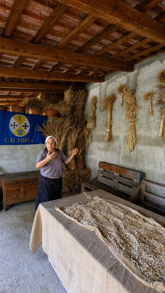 U ranu anticu - I grani antichi

Tra i tesori della terra che ho recuperato in tanti anni di lavoro. Vi presento ben 7 varietà di grani e sementi antiche che rischiavano di sparire: Il rarissimo Frasineti (salvato partendo da appena una ventina di spighe!) il grano dell'abbondanza con la sua forma unica, "u Jermanu" (la segale) che non sembra nemmeno grano, il Senatore Cappelli a spiga nera, "u Rosìa", il Terranova fino alle 3 qualità antiche di mais, con un rosso vivace pazzesco! Guardarli mi ricarica l'anima e mi riempie d'orgoglio. Ma il messaggio più importante è alla fine: dal grano arriva la farina, e dalla farina il pane, la grazia di Dio che unisce tutti i popoli. Perché l'unione fa la forza!

🇮🇹 CALABRIA 'NTO CORI ❤️
https://whatsapp.com/channel/0029VaagyAA6rsQmrBPoCW1L

🤝🏻 Sostienici: facebook.com/becomesupporter/Asfalantea/

Seguici anche su:
facebook.com/Asfalantea
tiktok.com/@asfalantea
youtube.com/@asfalantea
https://asfalantea.it

#graniantichi #biodiversità #sementiantiche #tradizionicontadine #panequotidiano