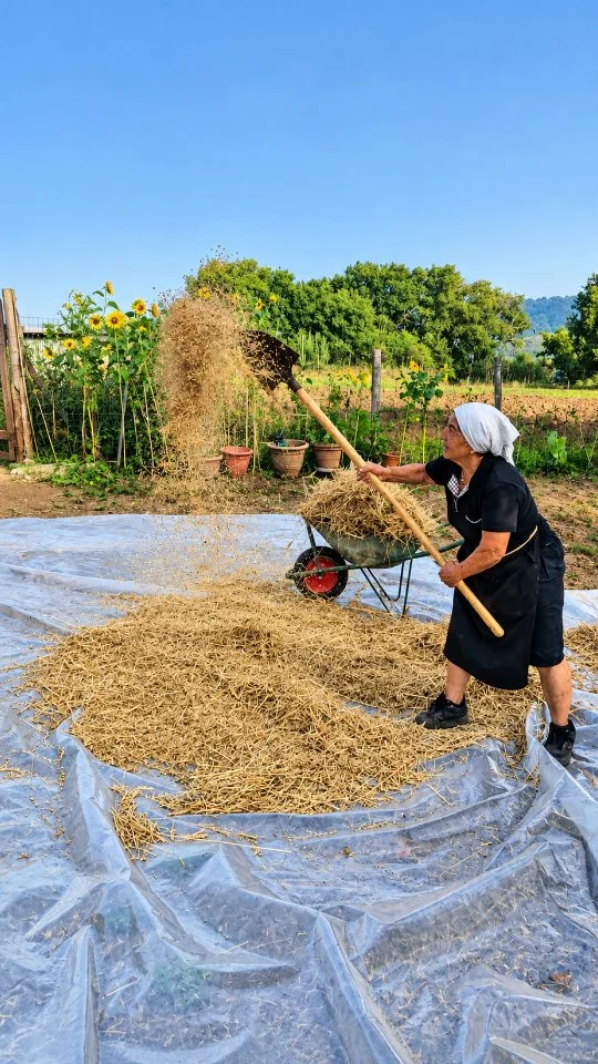 Quandu mina u ventu lusa a pala - Quando c'è vento alza la pala

Un detto della nostra tradizione calabrese che nasce dalla saggezza contadina e racchiude un insegnamento di vita. Un tempo, per separare il grano dalla pula, i contadini aspettavano che soffiasse il vento. Era quello il momento giusto per alzare la pala: i chicchi, più pesanti, ricadevano a terra, mentre il vento portava via la pula. Da questo semplice gesto nasce una grande lezione: quando il vento soffia a tuo favore, devi saperne approfittare! Quando arrivano le occasioni, quando le circostanze sono favorevoli e le cose vanno per il verso giusto, è il momento di agire, impegnarsi e raccogliere i frutti del proprio lavoro. Perché il vento non soffia sempre nella stessa direzione e le opportunità, se non vengono colte al momento giusto, possono sfuggire. I nostri nonni ce lo insegnavano con poche parole, nate dall'esperienza e dal lavoro della terra. «Quandu mina u ventu, lùsa a pala!» Un proverbio, un gesto, una lezione di vita. Un piccolo frammento della nostra Calabria da custodire e tramandare.

🇮🇹 CALABRIA 'NTO CORI ❤️

🤝🏻 Sostienici: facebook.com/becomesupporter/Asfalantea/

Seguici anche su:
facebook.com/Asfalantea
tiktok.com/@asfalantea
youtube.com/@asfalantea
https://asfalantea.it

Articolo su 👉🏼 https://asfalantea.it/detti-e-proverbi/quandu-mina-u-ventu-lusa-a-pala/19/09/2026/

#vento #pala #proverbicalabresi #saggezzacontadina #tradizionicalabresi