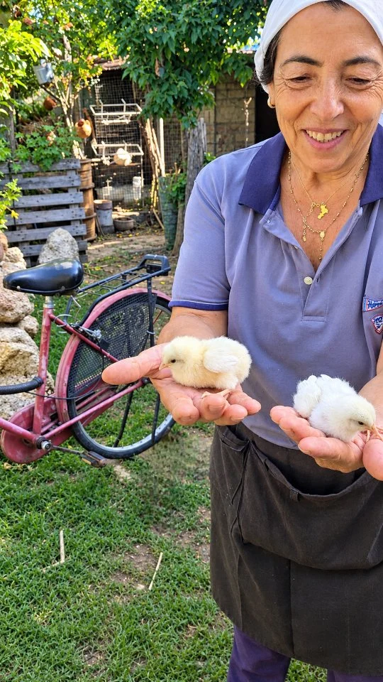 A hjiocca ki puricinedi - La chioccia con i pulcini

Un momento semplice della vita contadina: una chioccia che protegge i suoi pulcini appena nati. Da noi si dice che la gallina “s’assetta” quando comincia a covare le uova e diventa “hjiocca”, cioè chioccia. Da quel momento resta sul nido, custodisce le uova e, dopo la nascita, protegge i suoi piccoli con grande attenzione. Vediamo nascere cinque pulcini, quattro bianchi e uno nero, sempre sotto lo sguardo attento della loro mamma. Come dicevano i nostri nonni: “Dove c’è la chioccia, c’è benedizione.” Un piccolo racconto che ci ricorda la vita di una volta, il rispetto per gli animali e quei saperi semplici che fanno parte della nostra tradizione.

🇮🇹 CALABRIA 'NTO CORI ❤️
https://whatsapp.com/channel/0029VaagyAA6rsQmrBPoCW1L

🤝🏻 Sostienici: facebook.com/becomesupporter/Asfalantea/

Seguici anche su:
facebook.com/Asfalantea
tiktok.com/@asfalantea
youtube.com/@asfalantea
https://asfalantea.it

#hjiocca #puricinedi #chioccia #vitacontadina #saperiantichi
