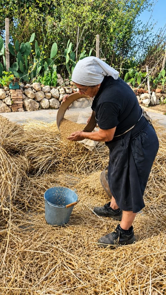 Pistu e cernu u ranu - Pesto e filtro il grano

Il grano Frasineto, recuperato, seminato e raccolto separatamente, viene pestato e poi filtrato con i tradizionali crivelli, aiutandosi con il vento per separare la pula dalla semenza. Un lavoro fatto come una volta, seguendo gli insegnamenti dei nostri nonni, per conservare pura questa antica varietà e prepararla alla nuova semina. Un chicco che sembra oro, una tradizione che continua.

🇮🇹 CALABRIA 'NTO CORI ❤️
https://whatsapp.com/channel/0029VaagyAA6rsQmrBPoCW1L

🤝🏻 Sostienici: facebook.com/becomesupporter/Asfalantea/

Seguici anche su:
facebook.com/Asfalantea
tiktok.com/@asfalantea
youtube.com/@asfalantea
https://asfalantea.it

#profumodiginestrasullaroccia #turismorurale #ritrovareleproprieradici #storia #cultura tradizioni ilpiaceredivivereincalabria calabriadascoprire saporiesapericontadini escursione turismodelleradici turismolocal turismogastronomico calabriadamare cabriaspettacolare calabriameravigliosa calabriadavivere paneraisina cantiecunti dialettocalabrese granofrassineto grano saperiantichi ranu sementiantiche