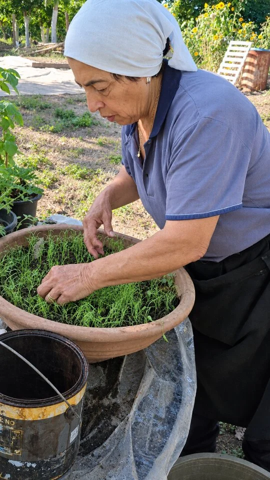 Fici u virvinu - Ho fatto il viaio

In campagna c’è sempre qualcosa da fare e questo è il periodo giusto per preparare il semenziario e le piantine. Cummari Franca ha seminato finocchi, broccoli, prezzemolo e pomodori, mentre i girasoli sono già pronti a crescere. Ha piantato anche i cappucci e preparato i girasoli nani, recuperando la semenza che le avevano dato. Tra le piantine spunta anche la malvarosa, un fiore profumatissimo che ama avere in campagna, e i fiori di carta, una semenza che conserva da tempo e che, piantata adesso, regalerà i suoi fiori in primavera. Ora bisogna togliere le erbacce, curare il vivaio e seguire ogni piantina passo dopo passo. Prima si fa il vivaio, poi si pianta: bisogna sempre portarsi avanti con il lavoro, perché in campagna le cose vanno fatte a mano a mano.

🇮🇹 CALABRIA 'NTO CORI ❤️
https://whatsapp.com/channel/0029VaagyAA6rsQmrBPoCW1L

🤝🏻 Sostienici: facebook.com/becomesupporter/Asfalantea/

Seguici anche su:
facebook.com/Asfalantea
tiktok.com/@asfalantea
youtube.com/@asfalantea
https://asfalantea.it

#ficiuvirghinu #vivaio #orto #campagna #agricoltura