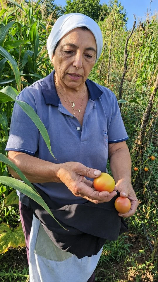 U sapiti i pimmadora vernola? - Sapete di questi pomodorini invernali?

Ci sono pomodori che non sono soltanto pomodori. Sono memoria, tradizione, famiglia, terra. Questi che vi faccio vedere nascono da una semente antichissima, recuperata quasi per caso durante un viaggio a Ibiza. Appena li ho visti mi hanno ricordato i nostri pomodori, quelli che in Calabria si raccolgono e si conservano per tutto l’inverno. Una varietà particolare, dal colore bellissimo, che qui ormai è difficile trovare. E allora il pensiero è stato uno solo: salvare la semente e farla continuare a vivere. I pomodori destinati ai semi vengono raccolti con cura e lasciati maturare e respirare, mentre quelli da conservare, secondo l’antica tradizione, vengono appesi in luoghi freschi e arieggiati, così da poterli gustare durante tutto l’inverno. È questo il valore delle nostre tradizioni: custodire quello che rischia di scomparire e poi condividerlo e se qualcuno vuole provare a coltivarli, sapete cosa vi dico? Venite! La semente si condivide perché le cose belle, quando si condividono, continuano a vivere.

🇮🇹 CALABRIA 'NTO CORI ❤️
https://whatsapp.com/channel/0029VaagyAA6rsQmrBPoCW1L

🤝🏻 Sostienici: facebook.com/becomesupporter/Asfalantea/

Seguici anche su:
facebook.com/Asfalantea
tiktok.com/@asfalantea
youtube.com/@asfalantea
https://asfalantea.it

#pomodoriinvernali #sementiantiche #oro #saporiantichi #radicicalabresi